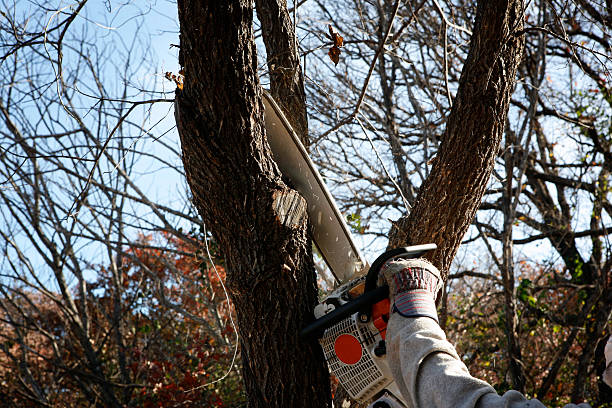 Trusted Yalaha, FL Tree Services Experts