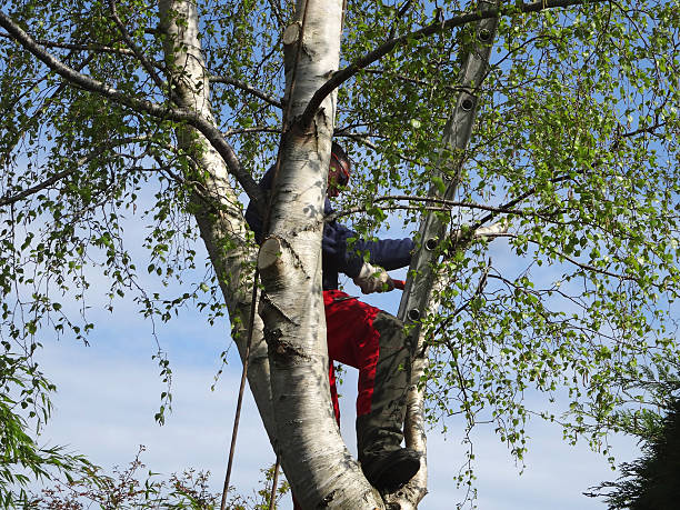 Pest Control for Lawns in Yalaha, FL